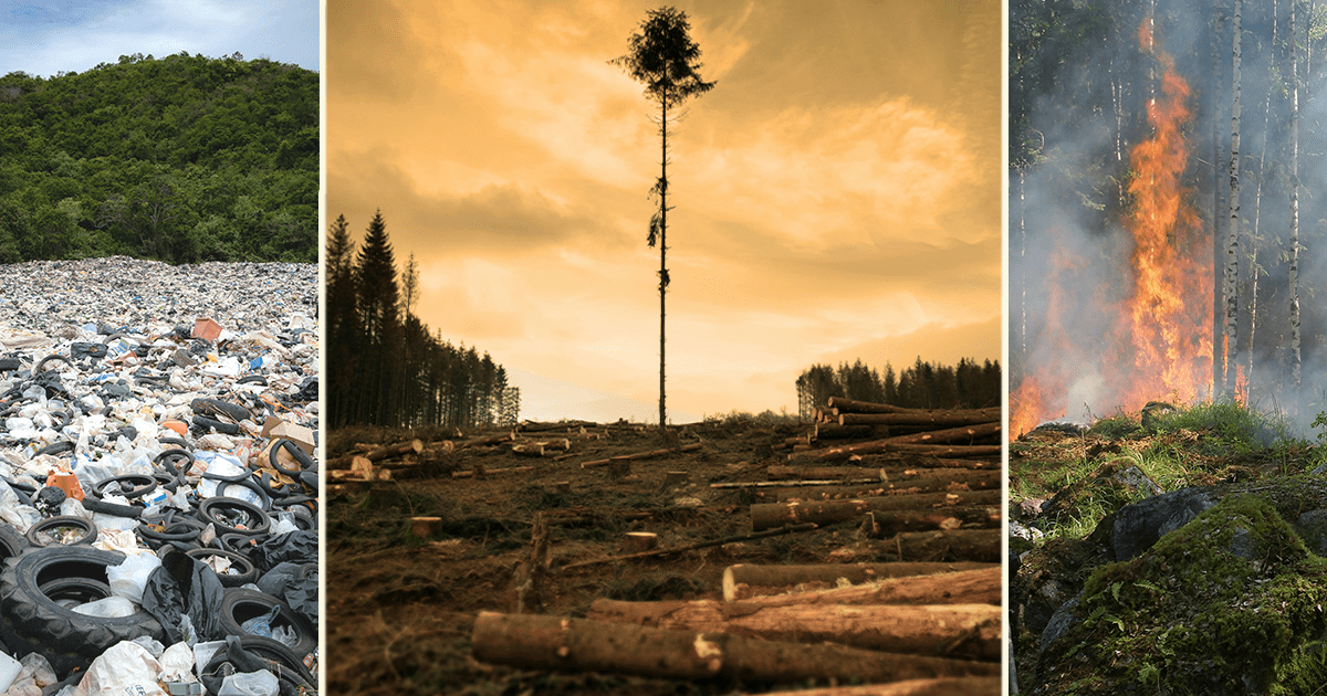 Who Will Help the Trees?