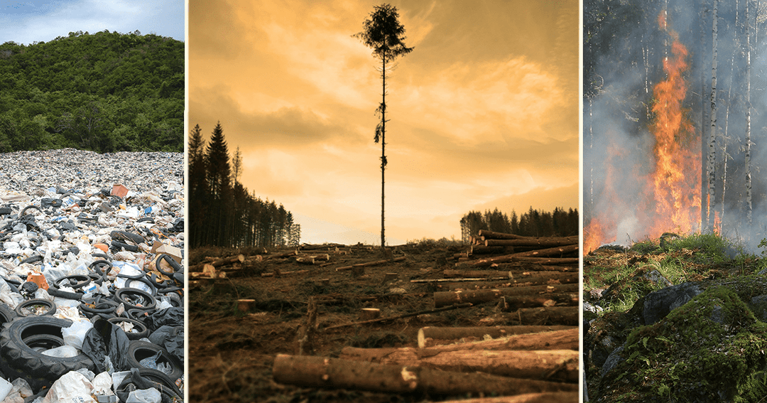 Who Will Help the Trees? - Baronfig
